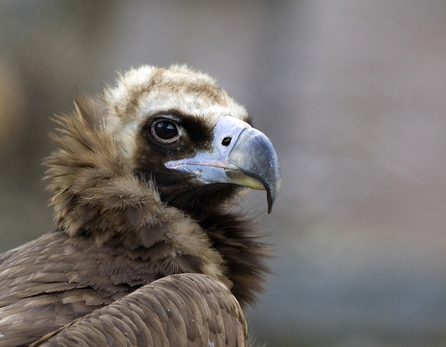 Eurasian black vulture. Bird watching Spain