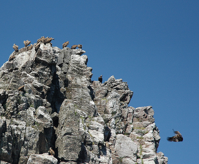 Vultures in Pena Falcon, Monfrague. Bird watching Extremadura