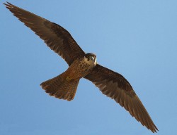 Birding in Balearic Islands