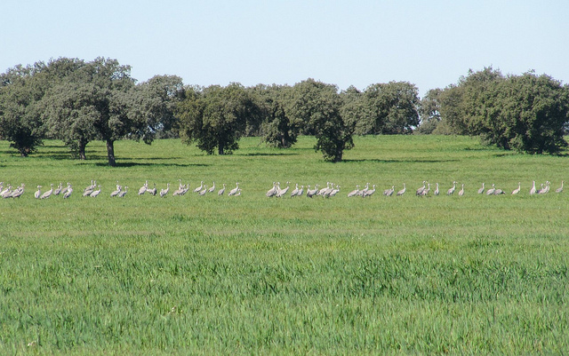 Extremadura dehesa (wood pastures) with cranes