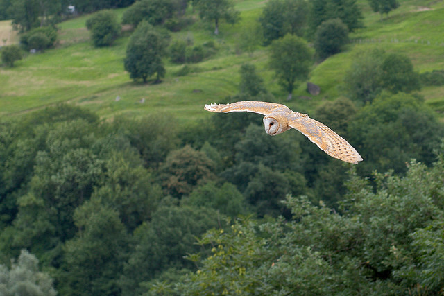 Barn Owl at Pyrenees