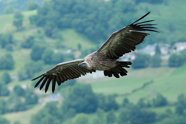 Birding Griffon Vulture at Pyrenees