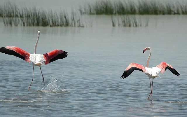Doñana marshlands, flamingos