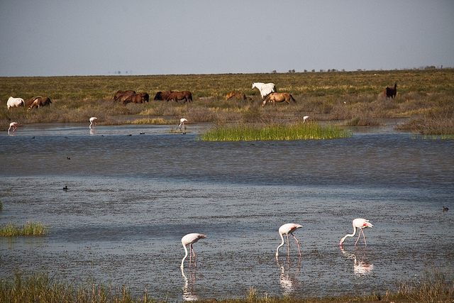 Doñana marshlands. Birds and horses